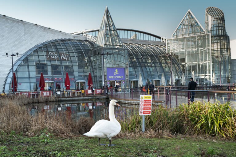 Dartford,,England,-,Jan,21,2020,A,Swan,Stands,By